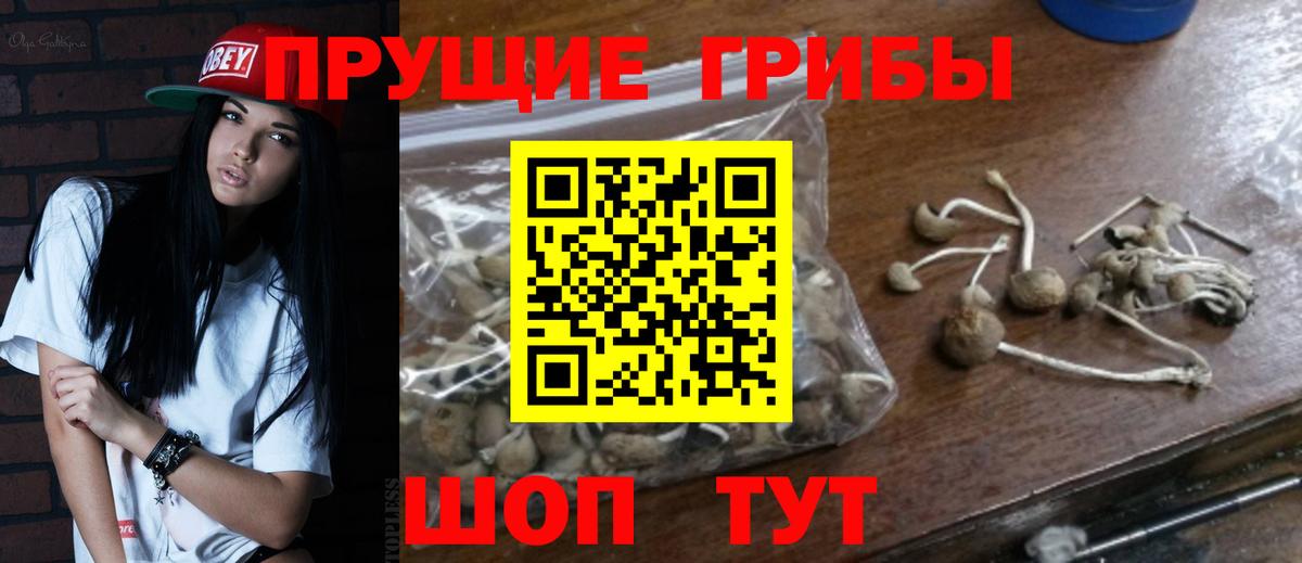 Дальнегорск  наркота  Вход с VPN  Псилоцибиновые грибы Psilocybine cubensis 